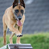 Advanced Training of Your Dog