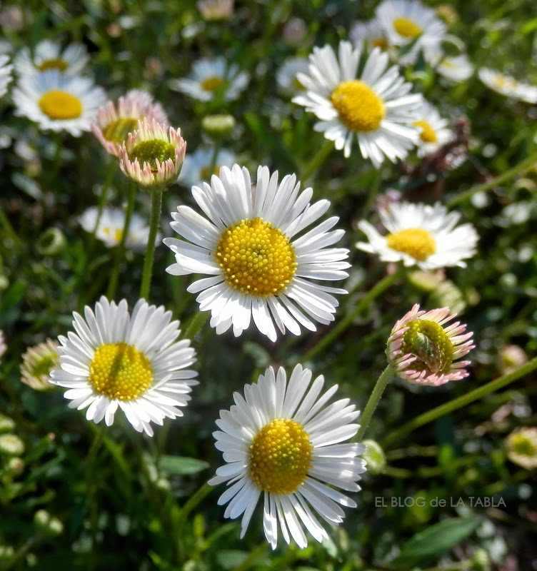 Erigeron karvinskianus