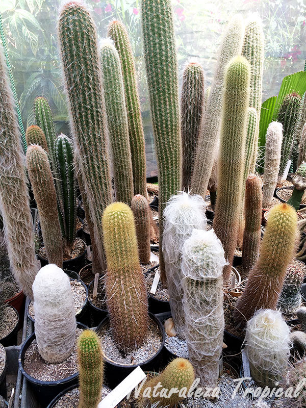 Colección de cactus alargados