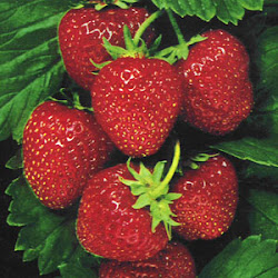 manfaat buah strobery, fungsi kegunaan buah strawberry untuk sesehatan, apa sih dampak positif makan stroberi