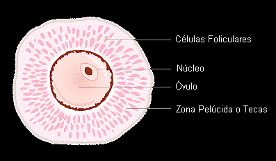 célula femenina