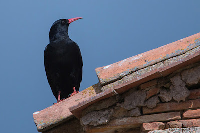 Gralla de bec vermell (Pyrrhocorax pyrrhocorax)