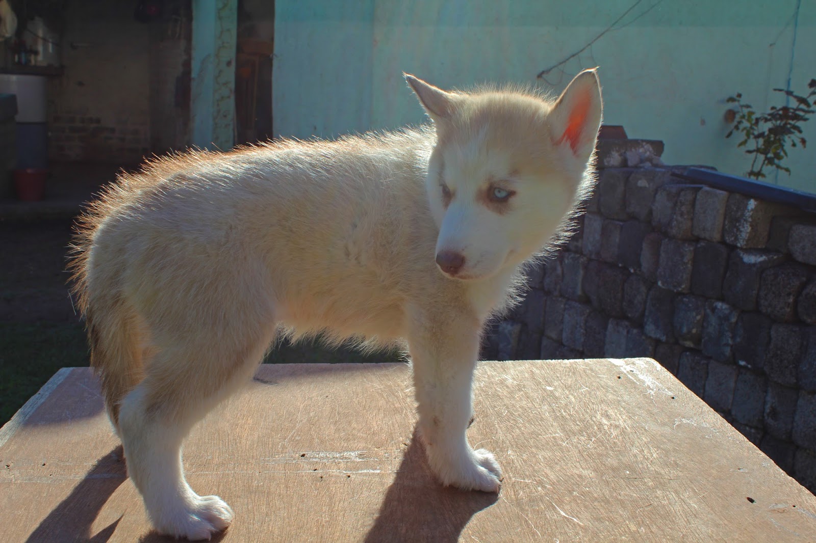 Huskies Ortiz: Husky Siberiano: Macho Color Arena