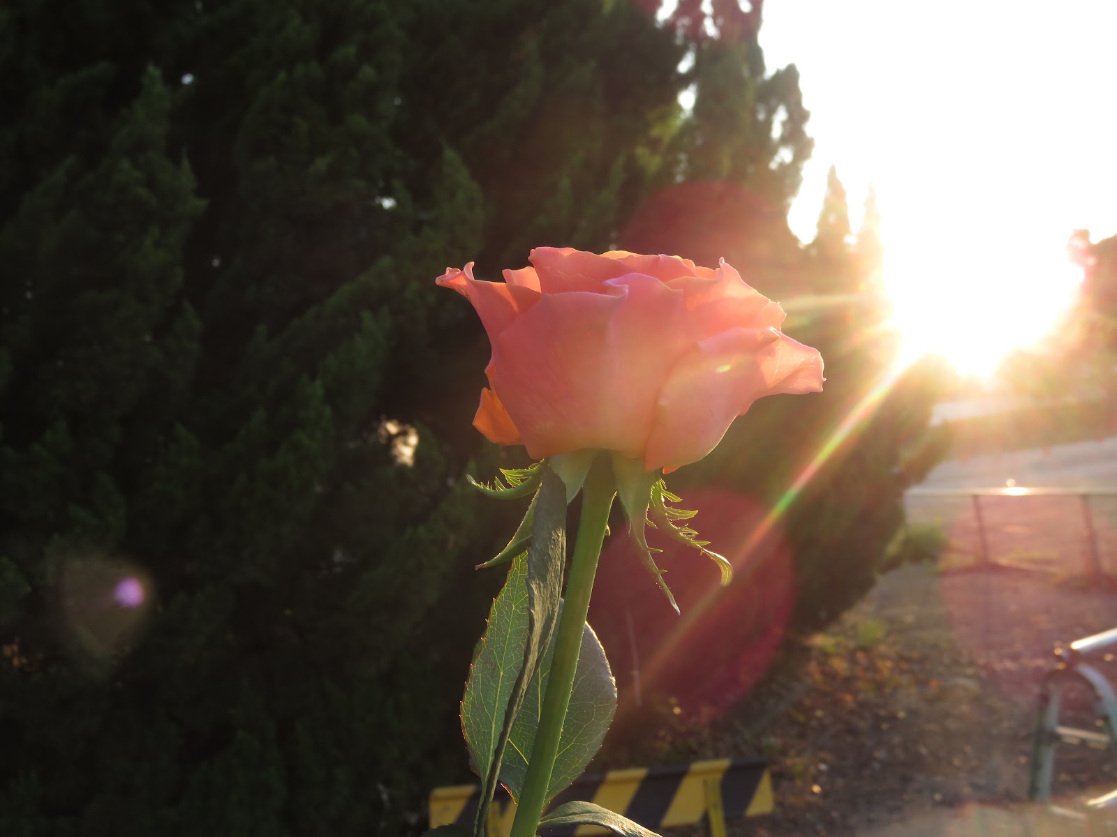 Challah and Cherry Blossoms: Shabbat Rose! Simcha Challah!