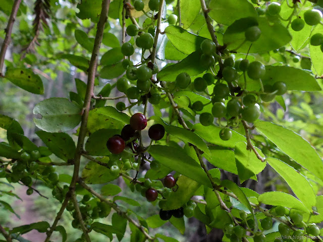 red and dark berries, but mostly green