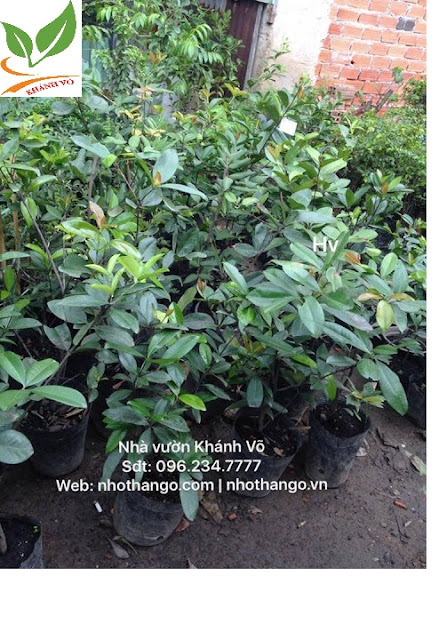 cay-giong-anh-dao.jpg