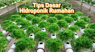 hidroponik botol cara membuat hidroponik hidroponik paralon hidroponik kangkung tanaman hidroponik rumahan nutrisi hidroponik hidroponik sederhana untuk pemula