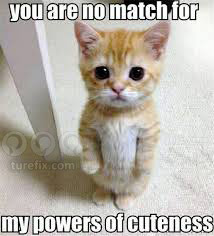 You Are No Match For, cats cuteness, funny cute cats images