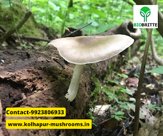 scope of edible mushroom cultivation