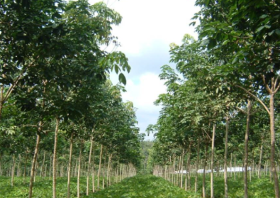 Tipe Tumbuhan PERKEBUNAN Sangat BERPROSPEK Besar Tipe Tumbuhan PERKEBUNAN Sangat BERPROSPEK Besar