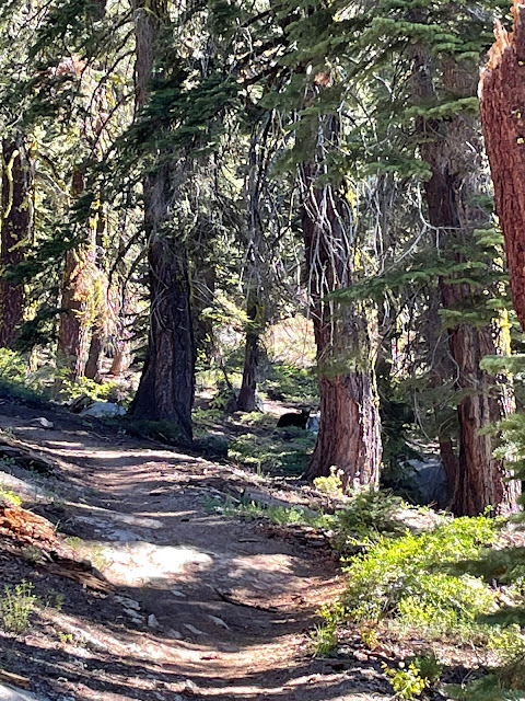 Hiking Ralston Peak bear