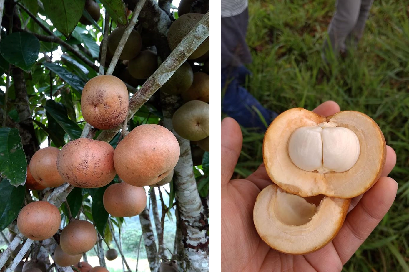 Teguh RASA BUAH TAMPOI  HAMPIR SAMA RAMBAI