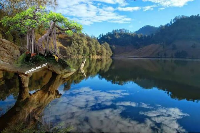 Langkah-Langkah Membuat Bonsai Beringin