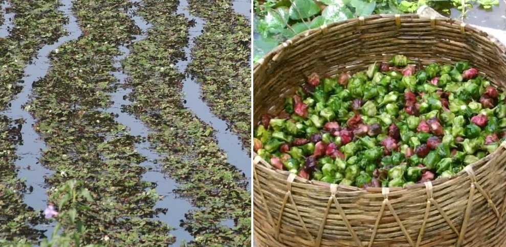 Singhara ki kheti : सिंघाड़ा की खेती Singhara ki kheti : सिंघाड़ा की खेती