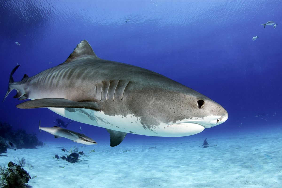 The Tiger shark facts & Information, Are tiger sharks aggressive?