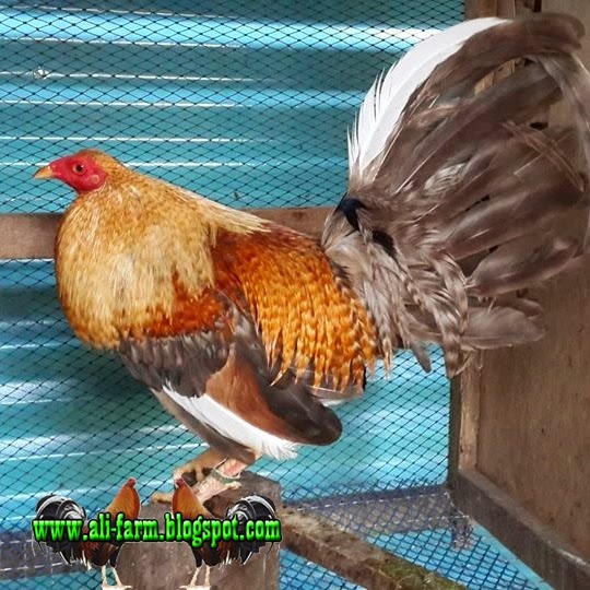 Ayam Filipina Asli Import Besar