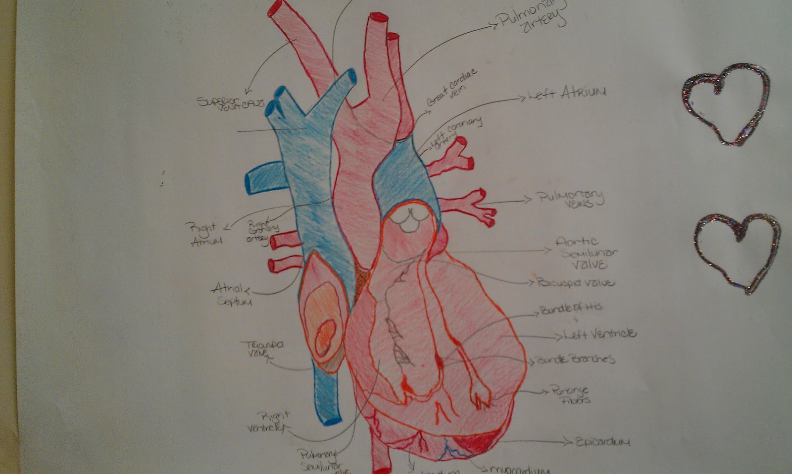 Human Heart Pictures For Students - Aflam-Neeeak