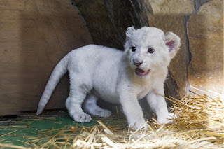 beyaz aslan yavrusu