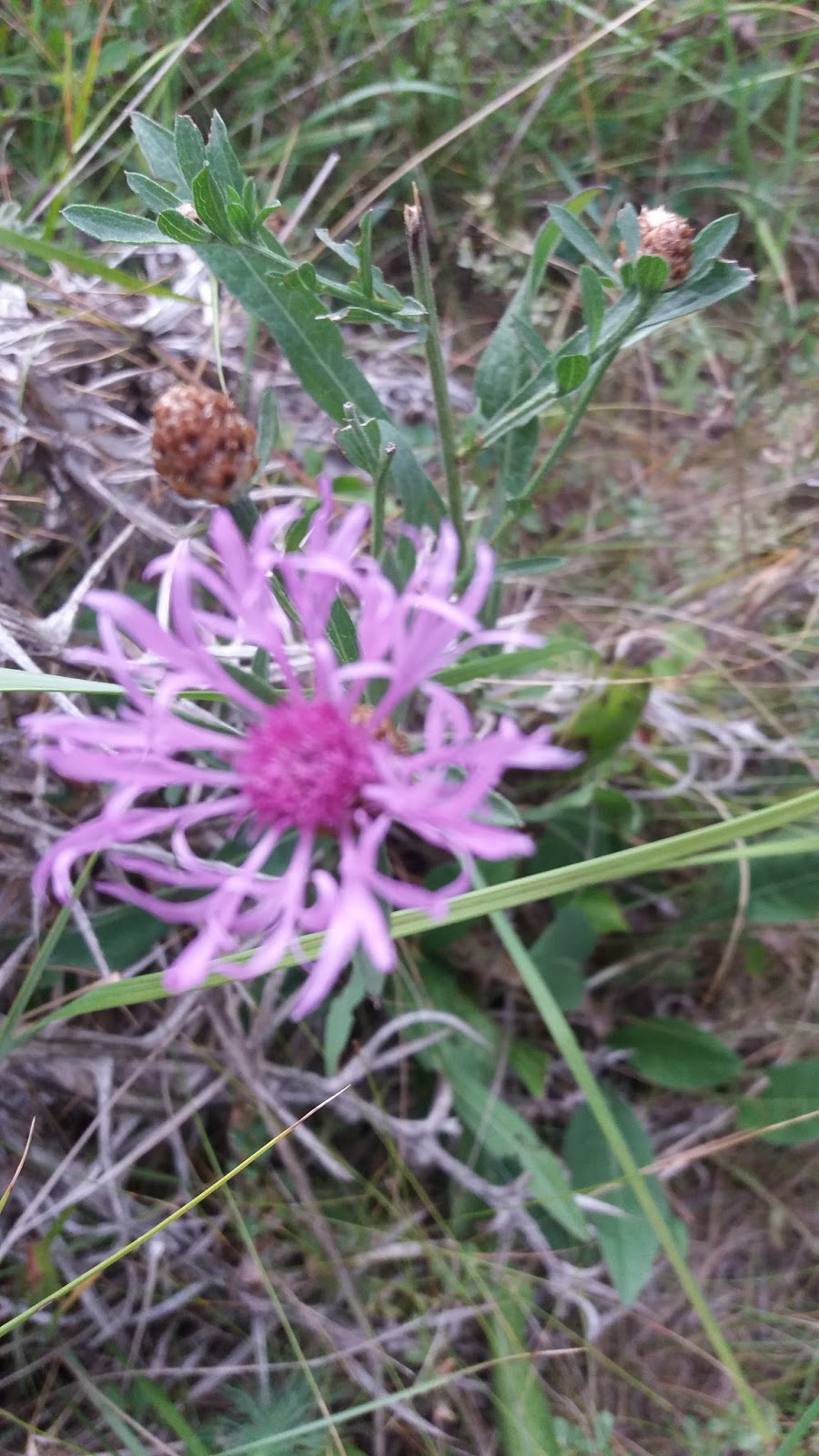 Mi infancia en Clamosa LA FLORA DEL PIRINEO Mi infancia en Clamosa LA FLORA DEL PIRINEO