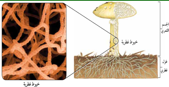 biology-b-q