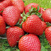 Strawberry Benefits aur Bimariyon Ka Ilaj