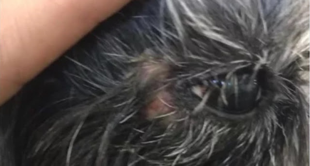 Homem é Investigado por Queimar cachorro da Raça Shih Tzu com secador