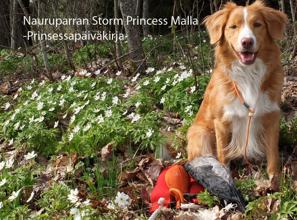 Malla - Prinsessapäiväkirja