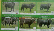 VIERNES 10 MAYO 2013 20:00 TRADICIONAL CAPEA DE 1 TORO. *SÁBADO 11 MAYO 2013 (toros puebla de argeme mayo )