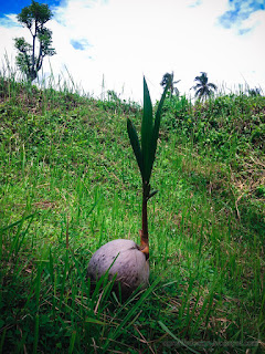 Natural View Coconut Bud In The Warmth Of The Sunshine At Banjar Kuwum, Ringdikit Village, North Bali, Indonesia