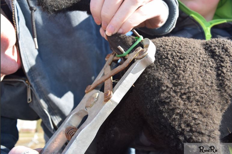 Pemotongan Ekor Domba (Tail Docking Lamb) Kanglalaw Official