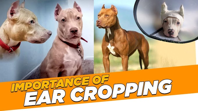 Importance of ear cropping in American Pitbull dog | Ear Cropping | Pitbull | American Bully