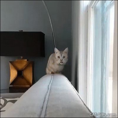 Cute Cat GIF • Adorable Munchkin cat with tie bow walking on the couch like a top model Cute Cat GIF • Adorable Munchkin cat with tie bow walking on the couch like a top model