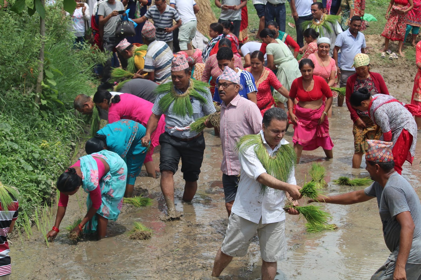 15 th National Rice Day celebrated Upakar Bhandari