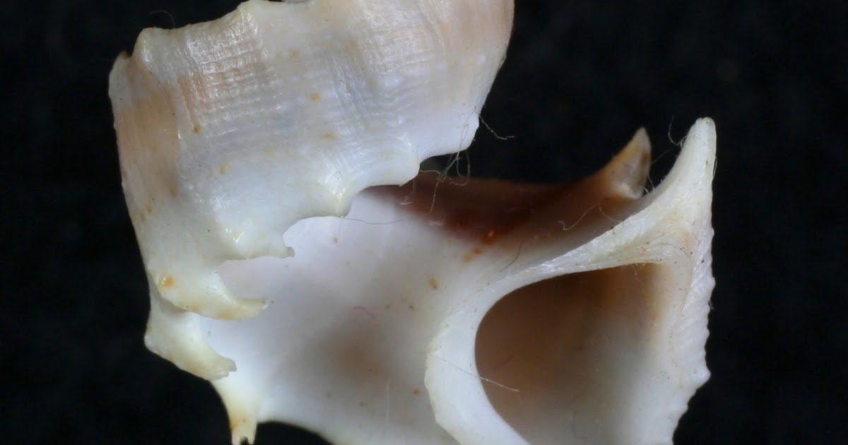 Variety of Life Trigonostoma