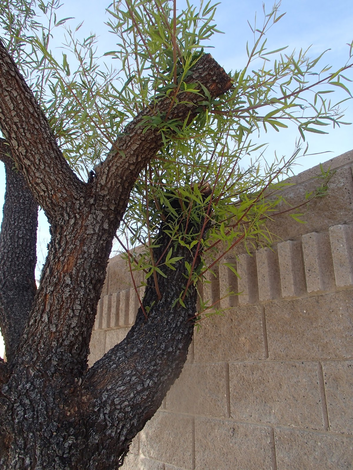 Xtremehorticulture of the Desert Why Does My Sumac Have Yellowing and