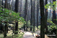 taman hutan raya ir h juanda