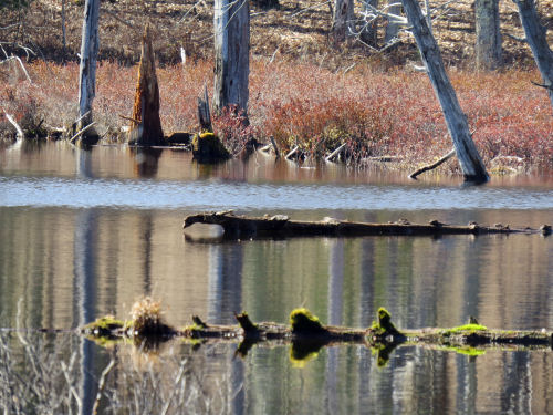McCarthy Lake