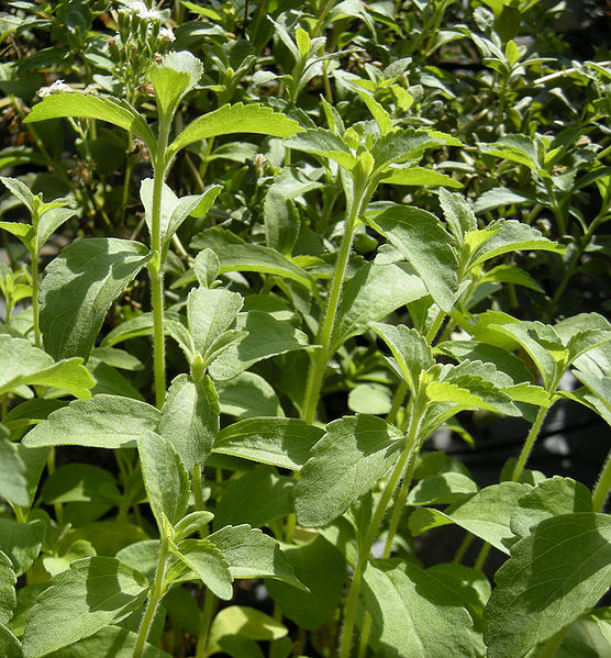 Stevia, the AntiDiabetic Sweetener Extract from the Leaves of Stevia