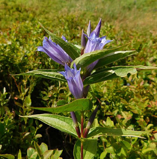 Goryczka trojeściowa (Gentiana asclepiadea L.). Goryczka trojeściowa (Gentiana asclepiadea L.).