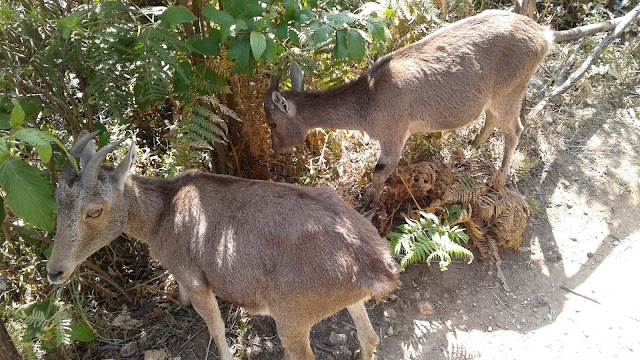 nilgiri tahr an endangered species in eravikulam national park, munnar, kerala, india