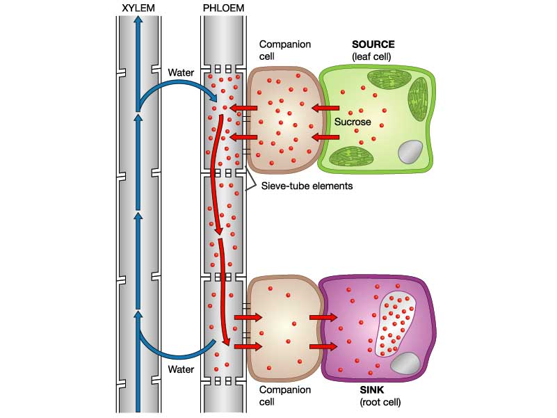 Mcq Biology Learning Biology Through Mcqs Multiple Choice
