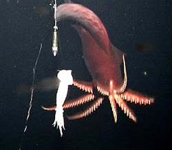 creatures sea deep rarest marine octopus squid dana