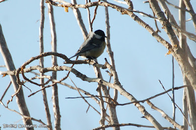 Mallerenga carbonera (Parus major)