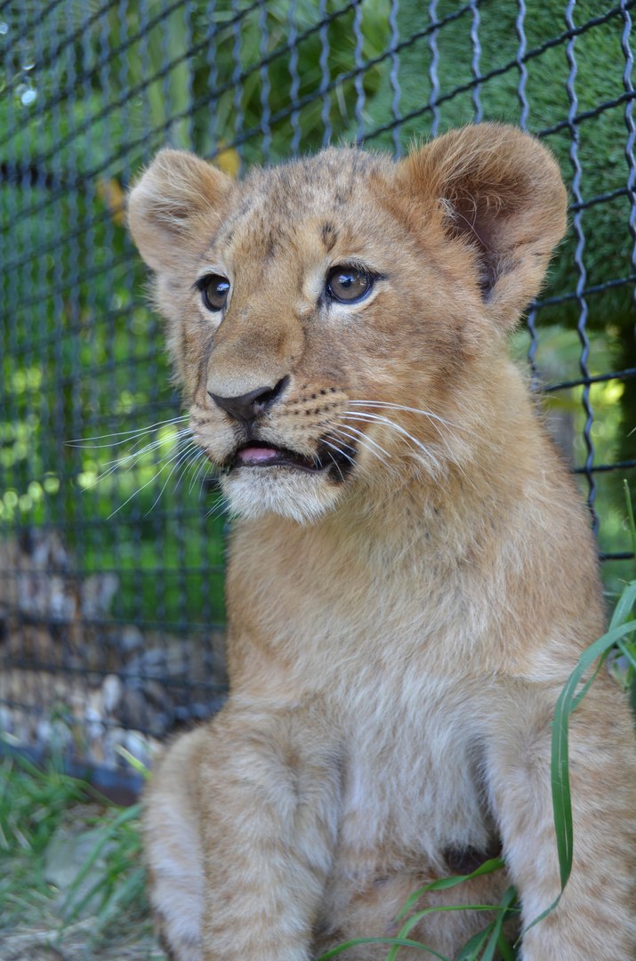 парк львов тайган.