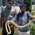 Φίδι Λαφιάτης  στο 7ο Γυμνασιο Θεσσαλονίκης