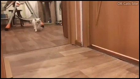 Cute Cat GIF • Cute and determined Mama cat carrying her baby to bed because playtime is over. Cute Cat GIF • Cute and determined Mama cat carrying her baby to bed because playtime is over.