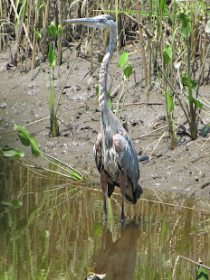 Great Blue Heron