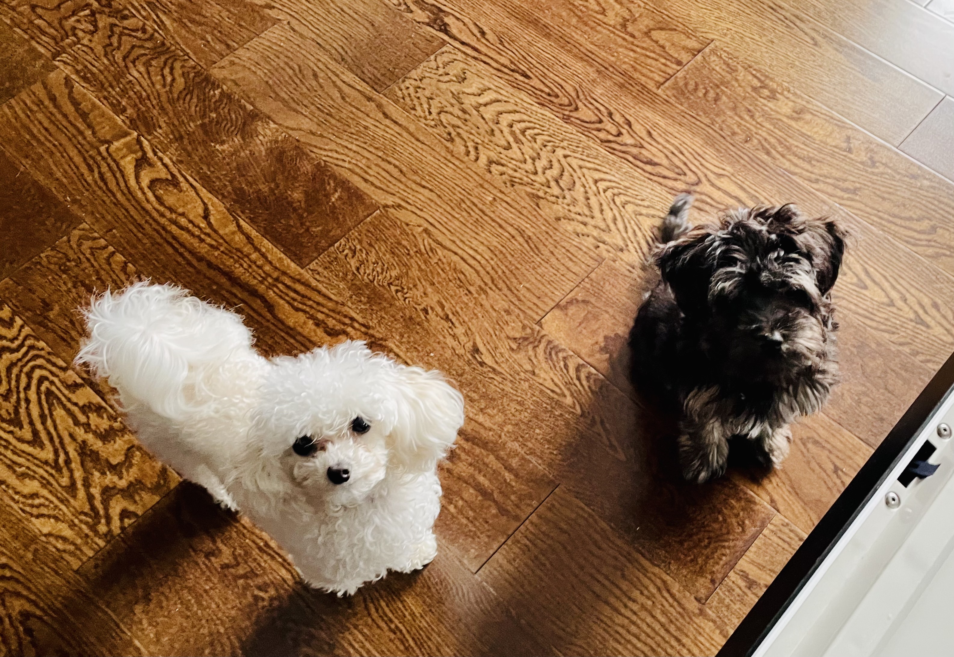 Ciao Bella! 🐶 Paper Training Your Pup