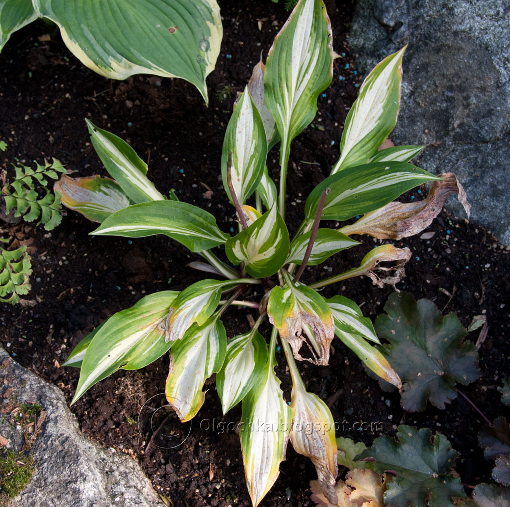Olga's Hosta Cherry Berry