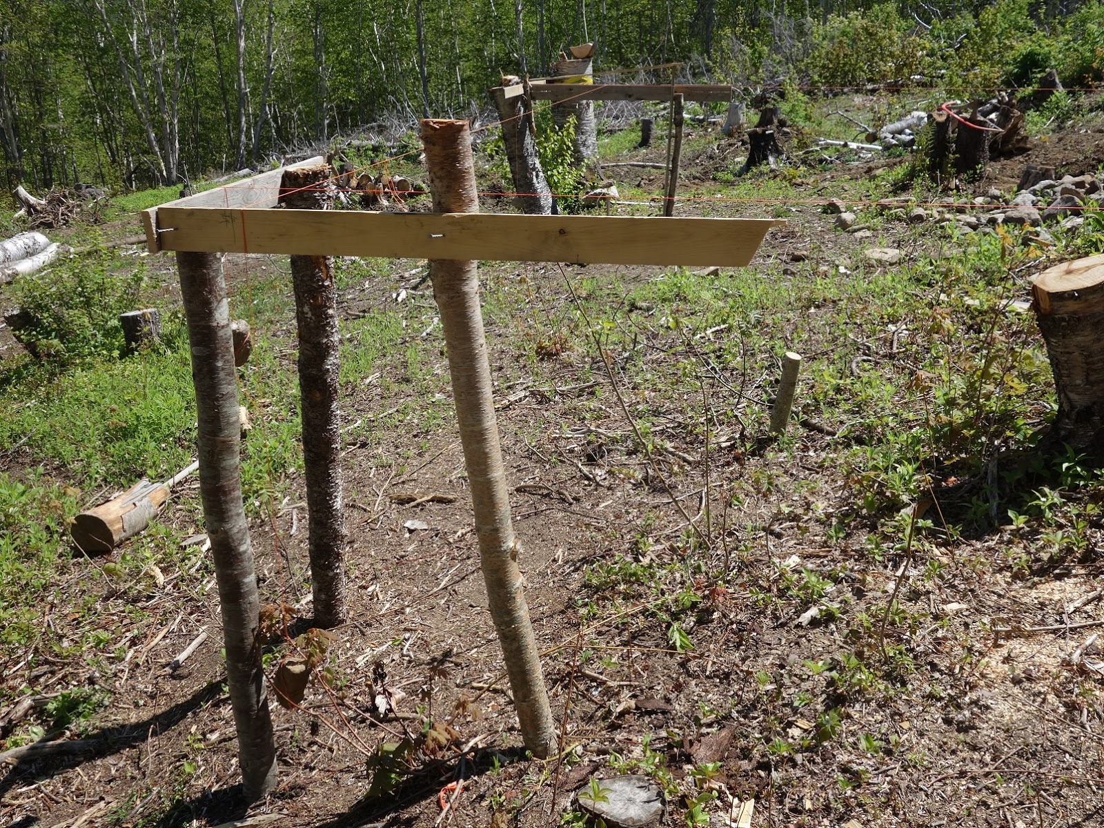 Roland Maeders Blog Juni 2019